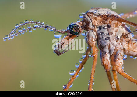 Crane Fly/Daddy Long Legs (Tipula paludosa) weiblichen im Morgentau bedeckt. Nationalpark Peak District, Derbyshire, UK. September. Gewinner der versteckten Großbritannien Kategorie Der bwpa Awards 2015. Stockfoto