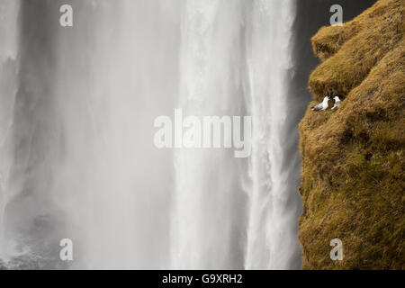 Paar Eissturmvogel (Fulmarus Cyclopoida) Paare in Balz, neben Wasserfall, Island. März 2014. Stockfoto