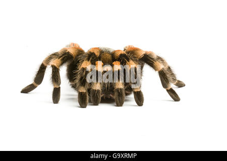 Mexikanische rote kneten Vogelspinne (Brachypelma Smithii) auf weißem Hintergrund, Gefangenschaft tritt in Mexiko. Stockfoto