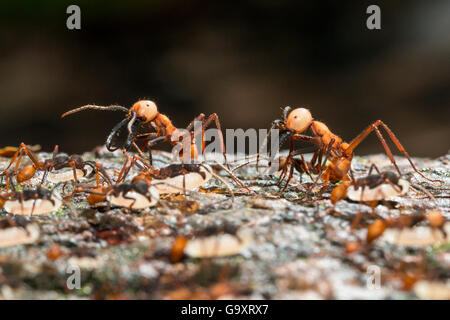 Armee Ameisen (Eciton Burcellii) Panguana Reserve, Huanuco Provinz, Amazonas, Peru. Stockfoto