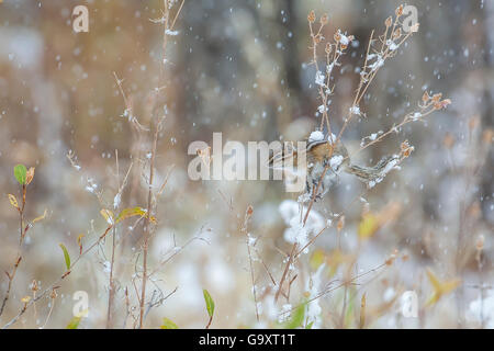 Wenigsten Streifenhörnchen (Tamias ZIP) bei Schneefall, Grand-Teton-Nationalpark, Wyoming, USA. Oktober. Stockfoto