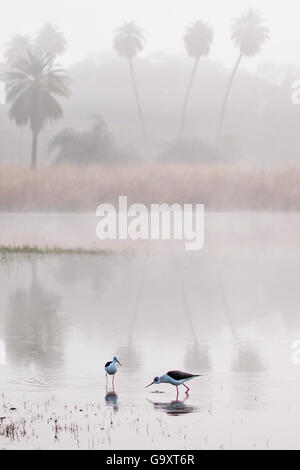 Schwarz geflügelte Stelzenläufer (Himantopus Himantopus) bei Sonnenaufgang auf See, Ranthambhore Tiger Reserve, Indien. Stockfoto