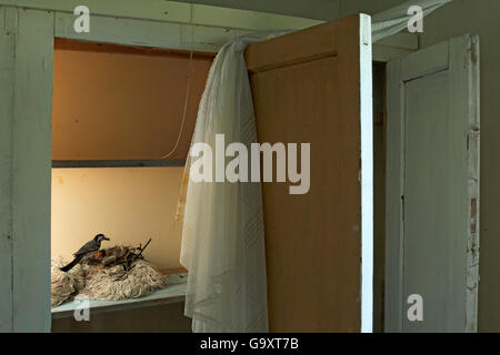 Bachstelze (Motacilla Alba Alba) nisten in Schrank im Haus, Lofoten, Norwegen, Juni. Stockfoto