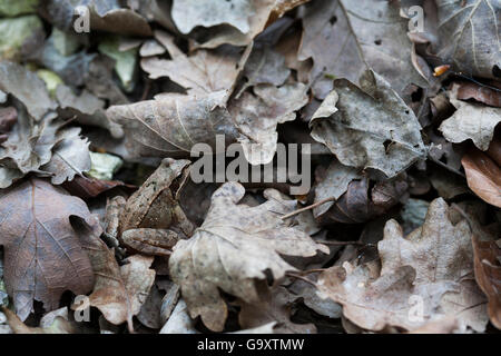 Springfrosch (Rana Dalmatina) auf Waldboden, Burgund, Frankreich, April. Stockfoto