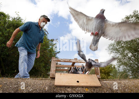 Taubenzüchter tragen einer Schutzmaske beobachtete seine Brieftauben (Columba Livia) fliegen aus einer Kiste für einen Trainingsflug Stockfoto