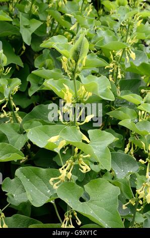 Aristolochia Sempervirens Birthwort immergrüne holzige Kletterer Stockfoto