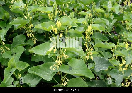 Aristolochia Sempervirens Birthwort immergrüne holzige Kletterer Stockfoto