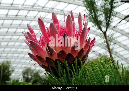 Das Protea Aristata Smal Kiefer Sugarbush national Botanical Gardens von Wales Stockfoto