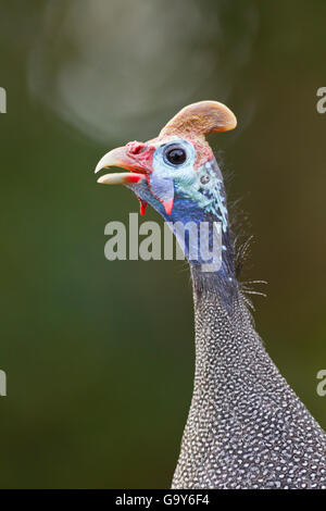Behelmter Perlhuhn (Numida Meleagris), Wilderness National Park, Südafrika Stockfoto
