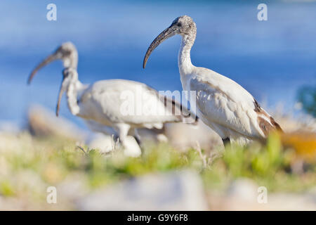 Heilige Ibisse (Threskiornis Aethiopicus), Table Mountain Nationalpark, Südafrika Stockfoto