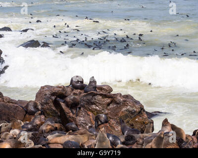 Südafrikanische Seebären (Arctocephalus percivali), Eared Dichtungen (Otariidae), Kolonie an Felsen und im Wasser, Cape Cross, Namibia Stockfoto