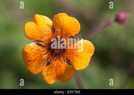 Blume rot Avens (Geum Coccineum) Stockfoto