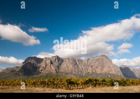 Zorgvliet Wine Estate vor Simonsberg Mountains, Banhoek Valley in der Nähe von Stellenbosch, Kapstadt, Südafrika, Afrika Stockfoto