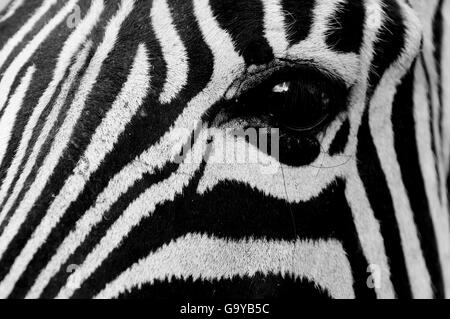 Auge eines gemeinsamen Zebra (Equus Quagga), Kapama Game Reserve, Südafrika, Afrika Stockfoto