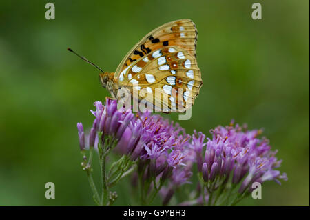 Hohe braune Fritillary (Fabriciana Adippe), Kalk-Alpen-Nationalpark, Oberösterreich, Österreich Stockfoto