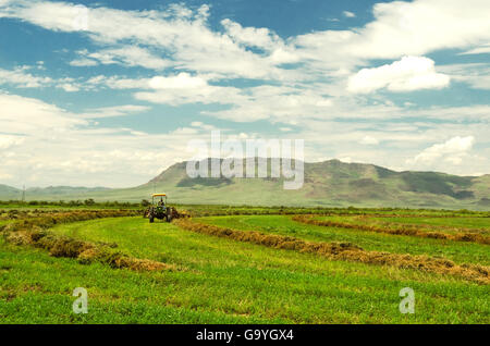 Arbeiter, Traktor fahren, bei Ernte Feld in Chihuahua, Mexiko Stockfoto