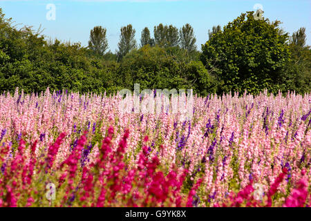 Bilovec, Docht Worcestershire UK, 4. Juli 2016. Vorbereitung für die Handlese des Blütenblattes von Rittersporn und Mais blüht, während der heißen sonnigen Tag in Bilovec Wyck Farm, Docht. Die Blumen alle Hand gepflückt haben nur ein paar Tagen geerntet werden, bevor die Blumen natürlich ihre Blätter verlieren. Bildnachweis: David Powell/Alamy Live-Nachrichten Stockfoto