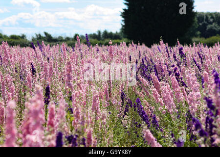 Bilovec, Docht Worcestershire UK, 4. Juli 2016. Vorbereitung für die Handlese des Blütenblattes von Rittersporn und Mais blüht, während der heißen sonnigen Tag in Bilovec Wyck Farm, Docht. Die Blumen alle Hand gepflückt haben nur ein paar Tagen geerntet werden, bevor die Blumen natürlich ihre Blätter verlieren. Bildnachweis: David Powell/Alamy Live-Nachrichten Stockfoto