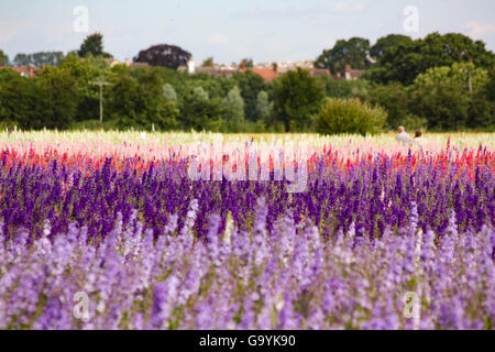 Bilovec, Docht Worcestershire UK, 4. Juli 2016. Vorbereitung für die Handlese des Blütenblattes von Rittersporn und Mais blüht, während der heißen sonnigen Tag in Bilovec Wyck Farm, Docht. Die Blumen alle Hand gepflückt haben nur ein paar Tagen geerntet werden, bevor die Blumen natürlich ihre Blätter verlieren. Bildnachweis: David Powell/Alamy Live-Nachrichten Stockfoto