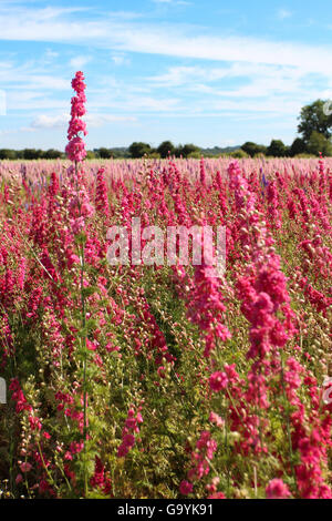 Bilovec, Docht Worcestershire UK, 4. Juli 2016. Vorbereitung für die Handlese des Blütenblattes von Rittersporn und Mais blüht, während der heißen sonnigen Tag in Bilovec Wyck Farm, Docht. Die Blumen alle Hand gepflückt haben nur ein paar Tagen geerntet werden, bevor die Blumen natürlich ihre Blätter verlieren. Bildnachweis: David Powell/Alamy Live-Nachrichten Stockfoto