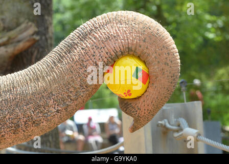 Stuttgart, Deutschland. 4. Juli 2016. Elefant "Zella" "wählt" mit dem Ball für die Flagge Deutschlands und bestimmt damit Deutschland als Sieger gegen Frankreich im Halbfinale in Stuttgart, Deutschland, 4. Juli 2016. Foto: FRANZISKA KRAUFMANN/Dpa/Alamy Live News Stockfoto