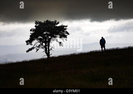 Eine Person und isolierte Scots Pine Tree gegen eine ominöse Himmel und Landschaft Silhouette auf der moel-y-Parc in der clwydain Bereich Hügel auf die Bezirke Denbighshire Seite der Reihe nach Snowdonia National Park in der Ferne Stockfoto