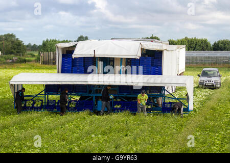 Tarleton, Lancashire, UK. 5. Juli 2016. Großbritannien Wetter. Starten und Temperaturen als Gastarbeiter aus der EU zu verbessern Salat ernten, Supermarkt Aufträge zu erfüllen. Die abwechselnde Zeilen rote Romaine und die leichtere Cos Kopfsalat hervorgehoben durch den frühen Sonnenschein. Die Beschäftigung von Arbeitsmigranten ist im einige Zweifel, wie die Regierung weigert sich, zu gewährleisten, dass jene EU-Bürger leben in Großbritannien bleiben können. Bildnachweis: MediaWorldImages/Alamy Live-Nachrichten Stockfoto