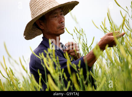 Hengyang, Chinas Hunan Provinz. 5. Juli 2016. Ein Landwirt nimmt Taglilie Shilong Village unter Guanjiazui Township in Qidong County, Zentral-China Hunan Provinz, 5. Juli 2016. Taglilie in Qidong County in der Erntezeit vor kurzem getreten. Bildnachweis: Liu Aicheng/Xinhua/Alamy Live-Nachrichten Stockfoto