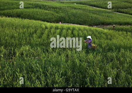 Hengyang, Chinas Hunan Provinz. 5. Juli 2016. Bauern holen Taglilie Shilong Dorf unter Guanjiazui Township in Qidong County, Zentral-China Hunan Provinz, 5. Juli 2016. Taglilie in Qidong County in der Erntezeit vor kurzem getreten. Bildnachweis: Liu Aicheng/Xinhua/Alamy Live-Nachrichten Stockfoto