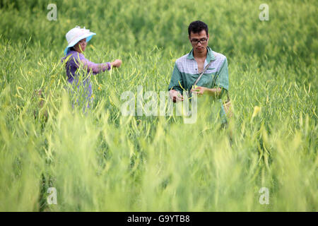 Hengyang, Chinas Hunan Provinz. 5. Juli 2016. Bauern holen Taglilie Shilong Dorf unter Guanjiazui Township in Qidong County, Zentral-China Hunan Provinz, 5. Juli 2016. Taglilie in Qidong County in der Erntezeit vor kurzem getreten. Bildnachweis: Liu Aicheng/Xinhua/Alamy Live-Nachrichten Stockfoto