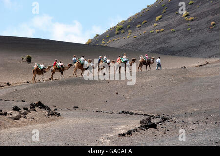 Kamel-Safari im Nationalpark Parque Nacional de Timanfaya, Lava, Vulkane, Lanzarote, Kanarische Inseln, Spanien, Europa Stockfoto