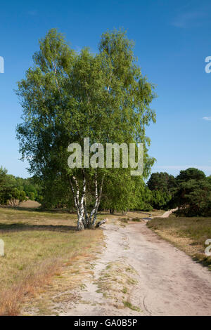 Trail mit Birken (Betula), Naturlehrpfad, Naturschutzgebiet Biotope Westruper Heide, Haltern Stockfoto