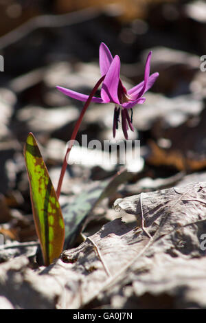 Erythronium dens Canis, Hund Zahn violett, Dogtooth violett Stockfoto