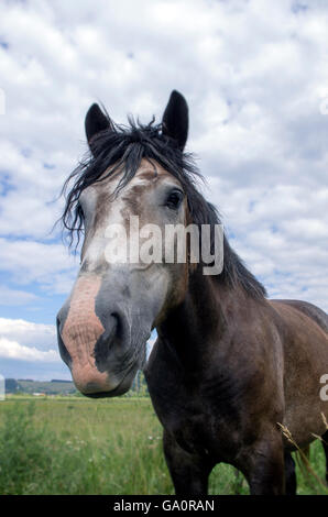 Pferd Porträt draußen im Feld, blauer Himmel und grünen Rasen Stockfoto