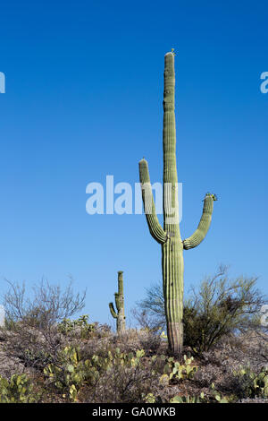 Riesigen Saguaro-Kaktus wächst im Saguaro National Park in der Sonoran Wüste, Arizona, USA. Stockfoto