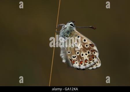 Chalkhill Blue Butterfly Stockfoto