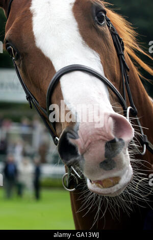 Pferderennen - Irisches Wochenende Kirschen Tag - Sandown Park. Pferdedetails Stockfoto