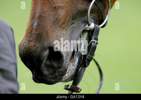 Pferderennen - Irisches Wochenende Kirschen Tag - Sandown Park. Pferdedetails Stockfoto