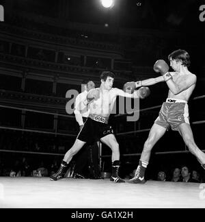 Charlie Magri, der ungeschlagene britische Flyweight-Champion, setzt sich heute Abend in der Royal Albert Hall gegen seinen spanischen Gegner Manuel Carrasco, den achten Platz in Europa, durch. Magri aus Stepney, East London, gewann den Kampf mit einer Punkteentscheidung. Stockfoto