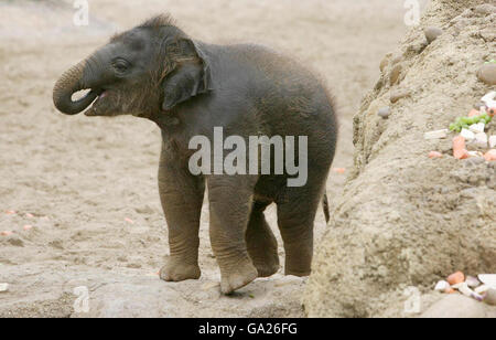 Die neueste Ankunft im Dublin Zoo eine noch unbenannte Elefantenbaby, die den neuen Lebensraum des Kaziranga Forest Trail im Dublin Zoo genießt, der heute von einem Taoiseach Bertie Ahern eröffnet wurde. Stockfoto