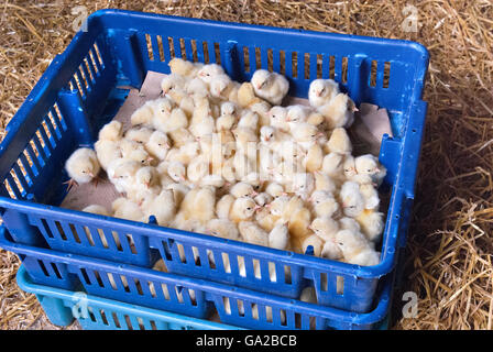 Küken in blauen Kästchen Stockfoto