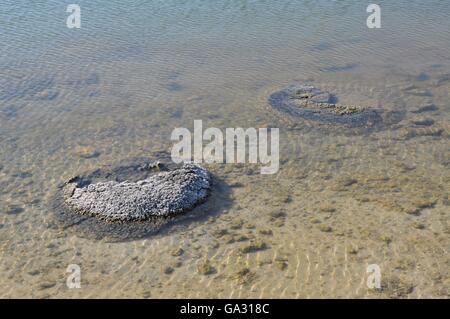 Seltene lebende marine Fossilien, Stromatolithen, in der klar und seichtem Wasser von der Küste Lake Thetis in Western Australia. Stockfoto