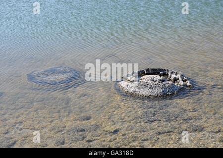 Seltene lebende marine Fossilien, Stromatolithen in der saline und Küsten Lake Thetis in Western Australia. Stockfoto