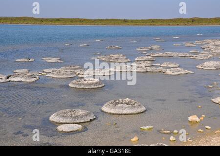 Seltene lebende marine Fossilien, Stromatolithen in der saline und Küsten Lake Thetis Landschaft in Western Australia. Stockfoto