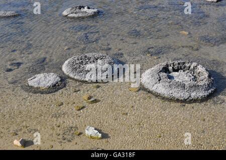 Seltene lebende marine Fossilien, Stromatolithen im seichten Wasser von der Küste Lake Thetis in Western Australia. Stockfoto