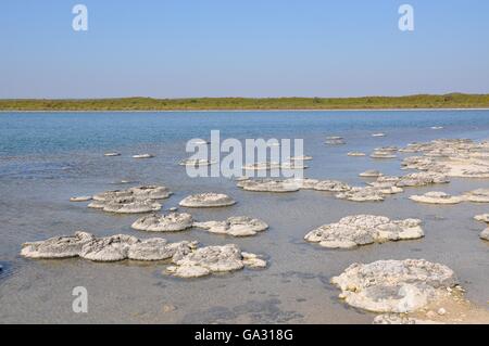 Lake Thetis Landschaft mit Clustern von lebenden Fossilien, Stromatolithen in Western Australia. Stockfoto