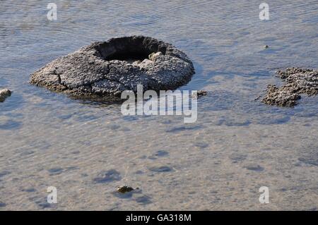 Seltene lebenden marinen Fossil, Stromatolith, in der saline und Küsten Lake Thetis in Western Australia. Stockfoto