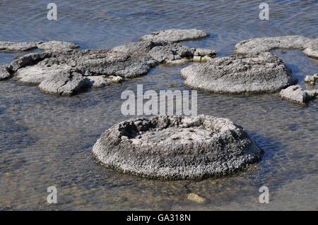 Seltene Meeresfossilien, Stromatolithen Leben, in der saline und Küsten Gewässern flachen Lake Thetis in Western Australia. Stockfoto