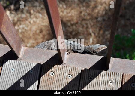 Westliche australische graue Eidechse hängen über den Rand des Metall Fußgängerbrücke im Königs Park in Perth. Stockfoto