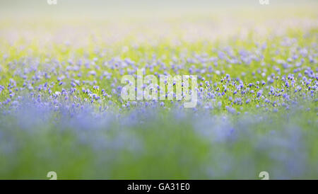 Ackerfläche mit schönen Flachs Blumen. Stockfoto